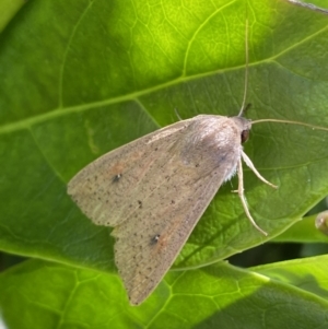 Mythimna (Pseudaletia) convecta at Jerrabomberra, NSW - 24 Dec 2022