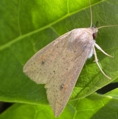 Mythimna (Pseudaletia) convecta at Jerrabomberra, NSW - 24 Dec 2022