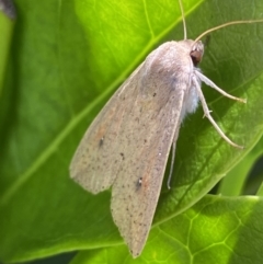 Mythimna (Pseudaletia) convecta at Jerrabomberra, NSW - 24 Dec 2022