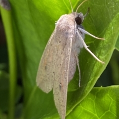 Mythimna (Pseudaletia) convecta at Jerrabomberra, NSW - 24 Dec 2022