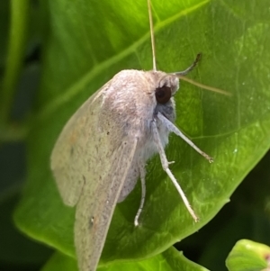 Mythimna (Pseudaletia) convecta at Jerrabomberra, NSW - 24 Dec 2022