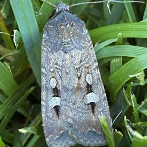 Agrotis infusa at Jerrabomberra, NSW - suppressed