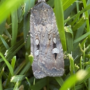 Agrotis infusa at Jerrabomberra, NSW - suppressed