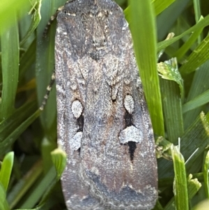 Agrotis infusa at Jerrabomberra, NSW - suppressed