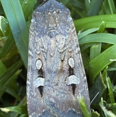 Agrotis infusa at Jerrabomberra, NSW - 24 Dec 2022