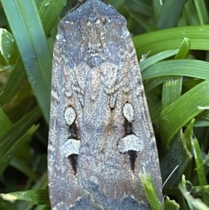 Agrotis infusa at Jerrabomberra, NSW - suppressed