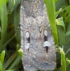 Agrotis infusa at Jerrabomberra, NSW - 24 Dec 2022