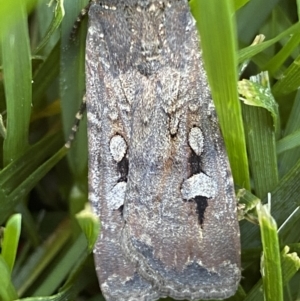 Agrotis infusa at Jerrabomberra, NSW - suppressed