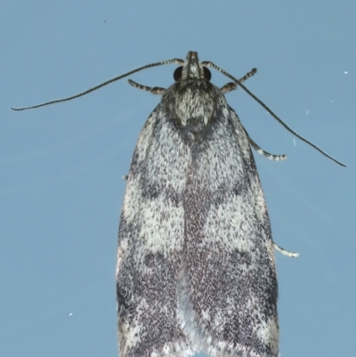 Syringoseca mimica (A Concealer moth (Wingia Group)) at Ainslie, ACT - 20 Dec 2022 by jb2602