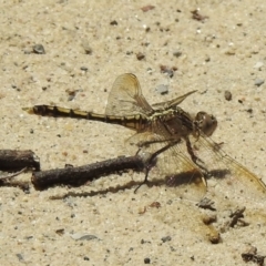 Orthetrum caledonicum (Blue Skimmer) at Wingecarribee Local Government Area - 24 Nov 2022 by GlossyGal