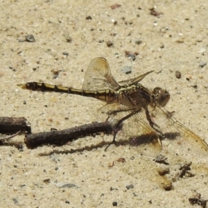 Orthetrum caledonicum at High Range, NSW - 24 Nov 2022 10:26 AM