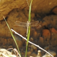 Orthetrum caledonicum at High Range, NSW - 24 Nov 2022 10:26 AM