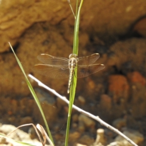 Orthetrum caledonicum at High Range, NSW - 24 Nov 2022