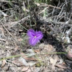 Thysanotus tuberosus (Common Fringe-lily) at Jerrabomberra, NSW - 24 Dec 2022 by Mavis