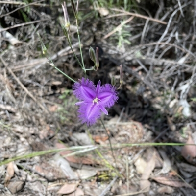 Thysanotus tuberosus (Common Fringe-lily) at Mount Jerrabomberra - 24 Dec 2022 by Mavis