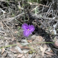 Thysanotus tuberosus (Common Fringe-lily) at Mount Jerrabomberra  - 24 Dec 2022 by Mavis