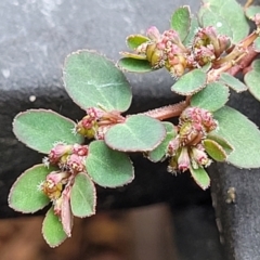 Euphorbia prostrata (Red Caustic Weed) at - 24 Dec 2022 by trevorpreston