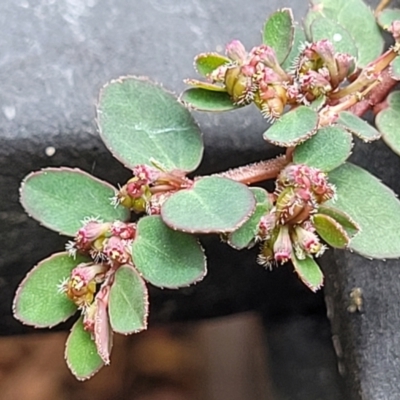 Euphorbia prostrata (Red Caustic Weed) at Nambucca Heads, NSW - 24 Dec 2022 by trevorpreston