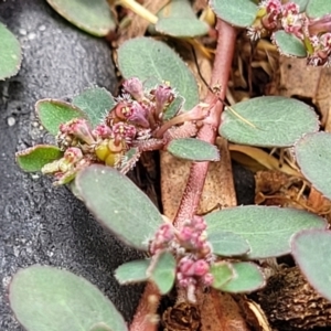 Euphorbia prostrata at Nambucca Heads, NSW - 24 Dec 2022