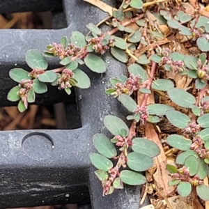 Euphorbia prostrata at Nambucca Heads, NSW - 24 Dec 2022 11:48 AM