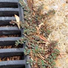 Euphorbia prostrata at Nambucca Heads, NSW - 24 Dec 2022