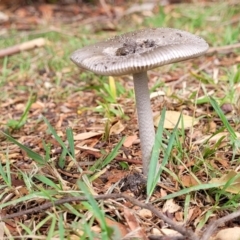 Unidentified Cap on a stem; gills below cap [mushrooms or mushroom-like] at Nambucca Heads, NSW - 24 Dec 2022 by trevorpreston