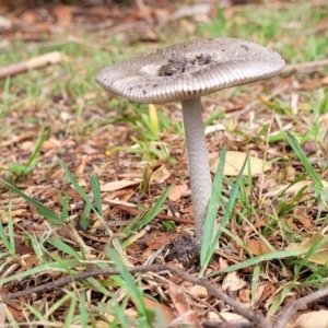 Amanita sp. at Nambucca Heads, NSW - 24 Dec 2022