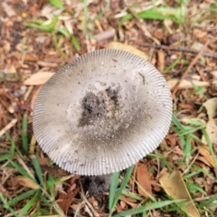 Amanita sp. at Nambucca Heads, NSW - 24 Dec 2022