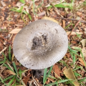 Amanita sp. at Nambucca Heads, NSW - 24 Dec 2022