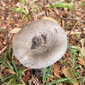 Amanita sp. at Nambucca Heads, NSW - 24 Dec 2022 11:52 AM