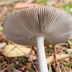 Amanita sp. at Nambucca Heads, NSW - 24 Dec 2022