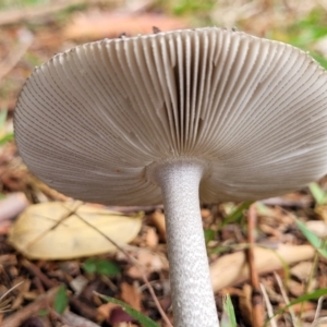 Amanita sp. at Nambucca Heads, NSW - 24 Dec 2022