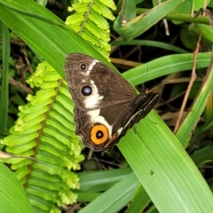 Tisiphone abeona (Varied Sword-grass Brown) at Nambucca Heads, NSW - 24 Dec 2022 by trevorpreston