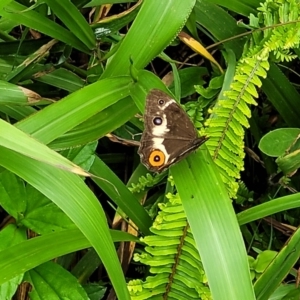 Tisiphone abeona at Nambucca Heads, NSW - 24 Dec 2022 12:01 PM