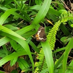 Tisiphone abeona at Nambucca Heads, NSW - 24 Dec 2022 12:01 PM