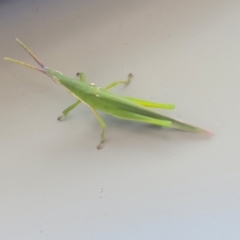 Unidentified Grasshopper (several families) at Nambucca Heads, NSW - 24 Dec 2022 by trevorpreston