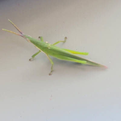 Unidentified Grasshopper (several families) at Nambucca Heads, NSW - 24 Dec 2022 by trevorpreston