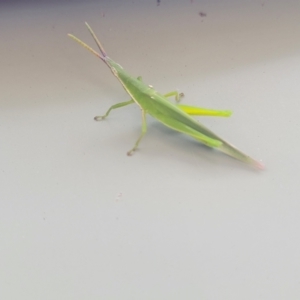 Atractomorpha australis at Nambucca Heads, NSW - 24 Dec 2022