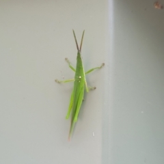 Atractomorpha australis at Nambucca Heads, NSW - 24 Dec 2022