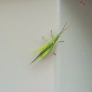 Atractomorpha australis at Nambucca Heads, NSW - 24 Dec 2022