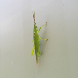 Atractomorpha australis at Nambucca Heads, NSW - 24 Dec 2022