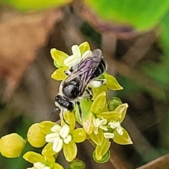 Apiformes (informal group) (Unidentified bee) at Nambucca Heads, NSW - 24 Dec 2022 by trevorpreston