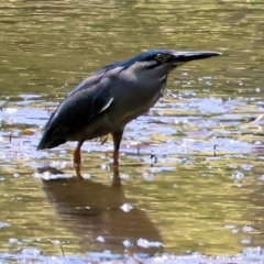 Butorides striata (Striated Heron) at Mogareeka, NSW - 21 Dec 2022 by KylieWaldon