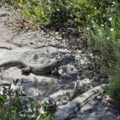 Varanus rosenbergi (Heath or Rosenberg's Monitor) at Tennent, ACT - 23 Dec 2022 by MB