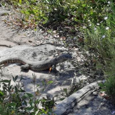 Varanus rosenbergi (Heath or Rosenberg's Monitor) at Namadgi National Park - 23 Dec 2022 by MB