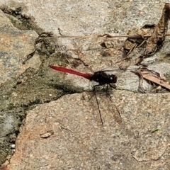 Unidentified Dragonfly & Damselfly (Odonata) at Nambucca Heads, NSW - 24 Dec 2022 by trevorpreston