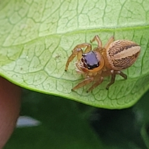 Unidentified Jumping & peacock spider (Salticidae) at suppressed by trevorpreston