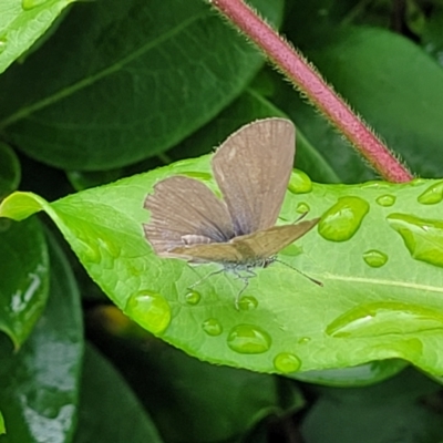 Zizina otis (Common Grass-Blue) at Nambucca Heads, NSW - 23 Dec 2022 by trevorpreston