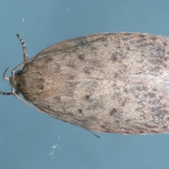 Garrha repandula (a Concealer Moth) at Ainslie, ACT - 20 Dec 2022 by jb2602