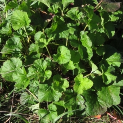 Pelargonium (genus) (A Stork’s Bill) at Hawker, ACT - 11 Sep 2022 by pinnaCLE